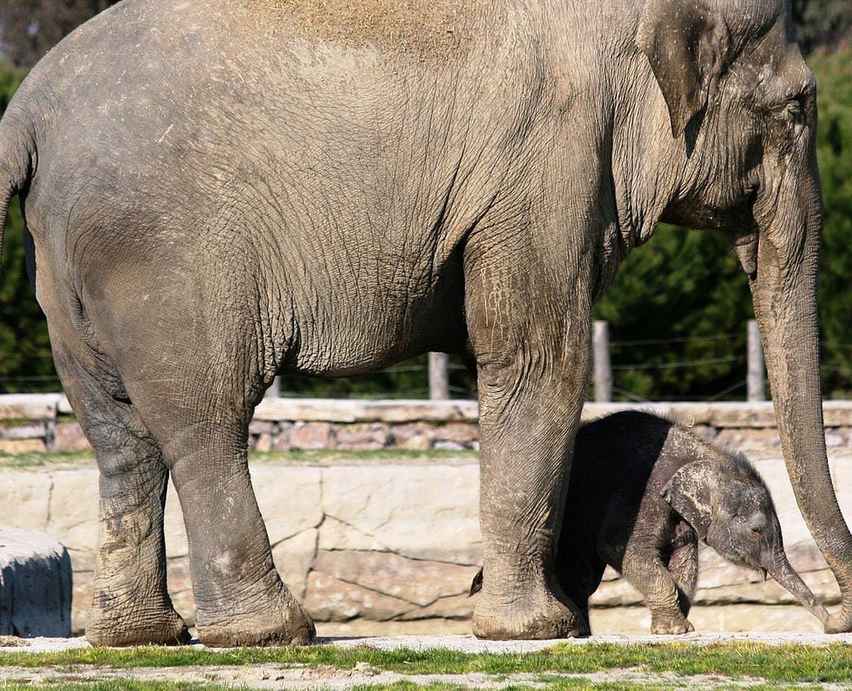 İzmir Wildlife Park - Image 2