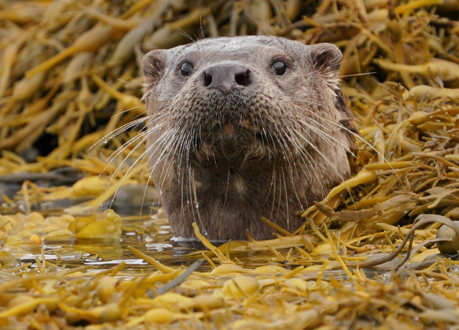 Skye Wildlife Tours - Image 2