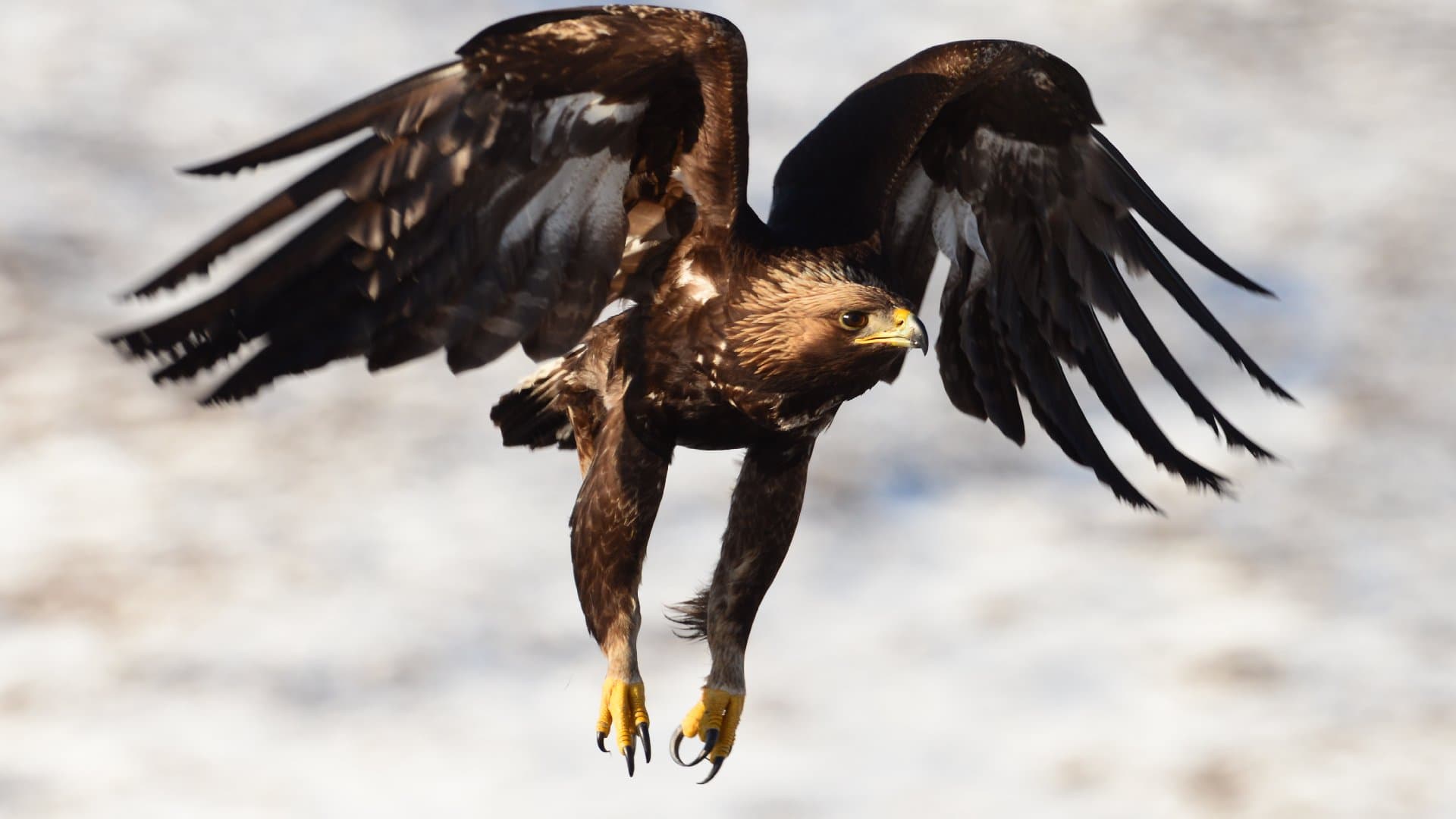 Skye Wildlife Tours - Image 3