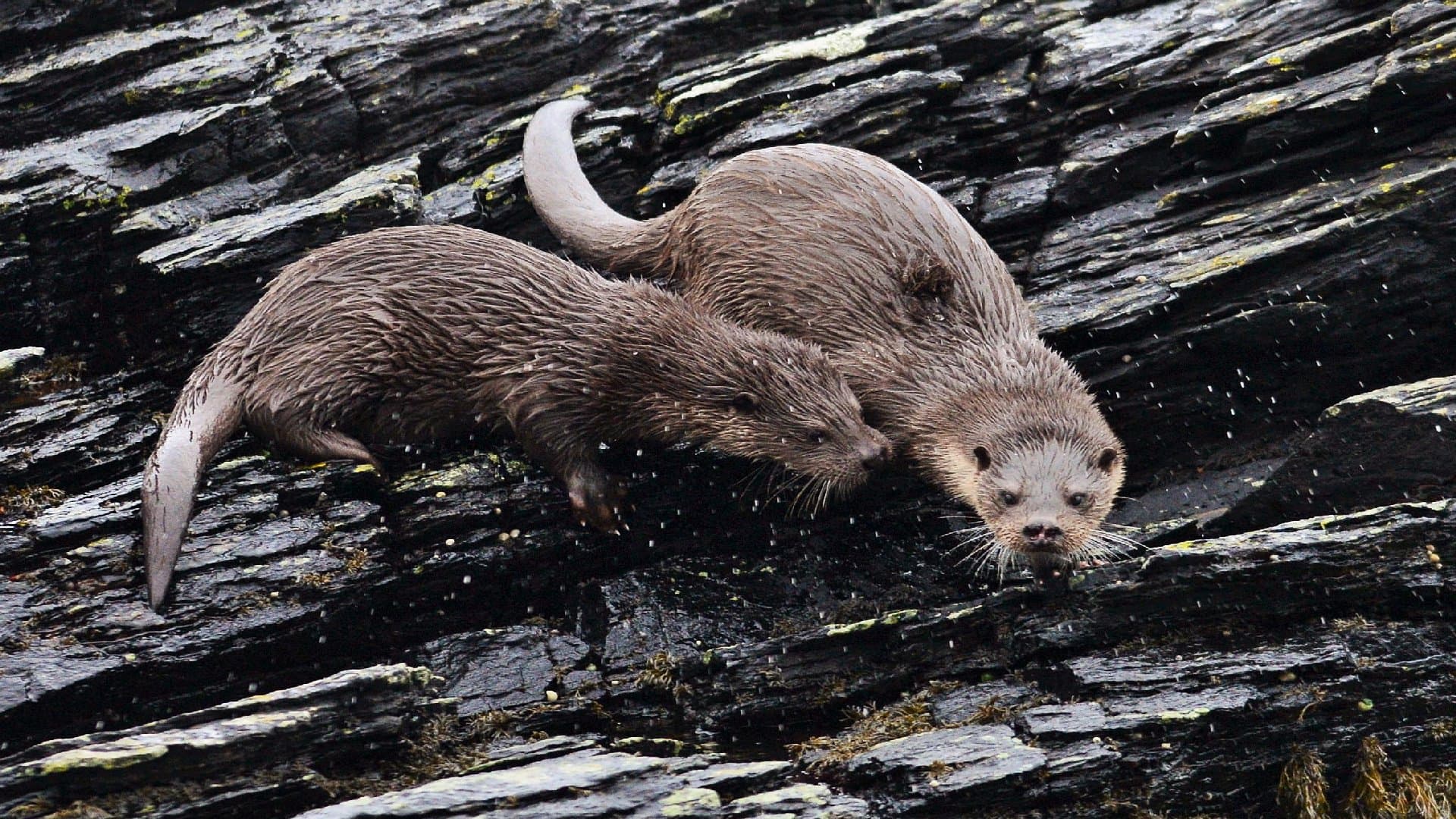 Skye Wildlife Tours - Image 6